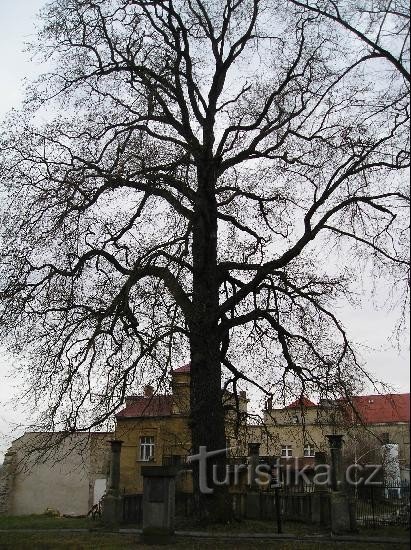 Arborele memorial în fața fabricii de bere