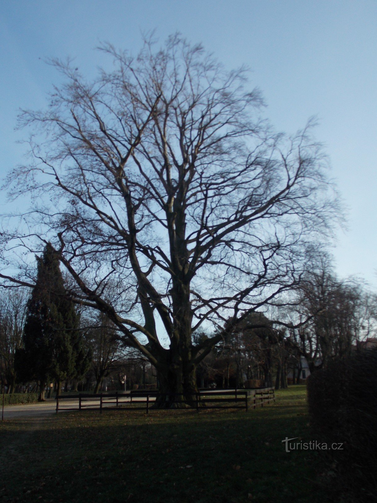 Меморіальне дерево перед замком у Голешові