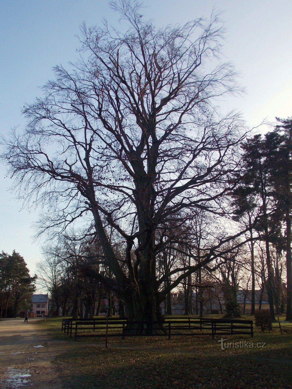 Minnesträd framför slottet i Holešov
