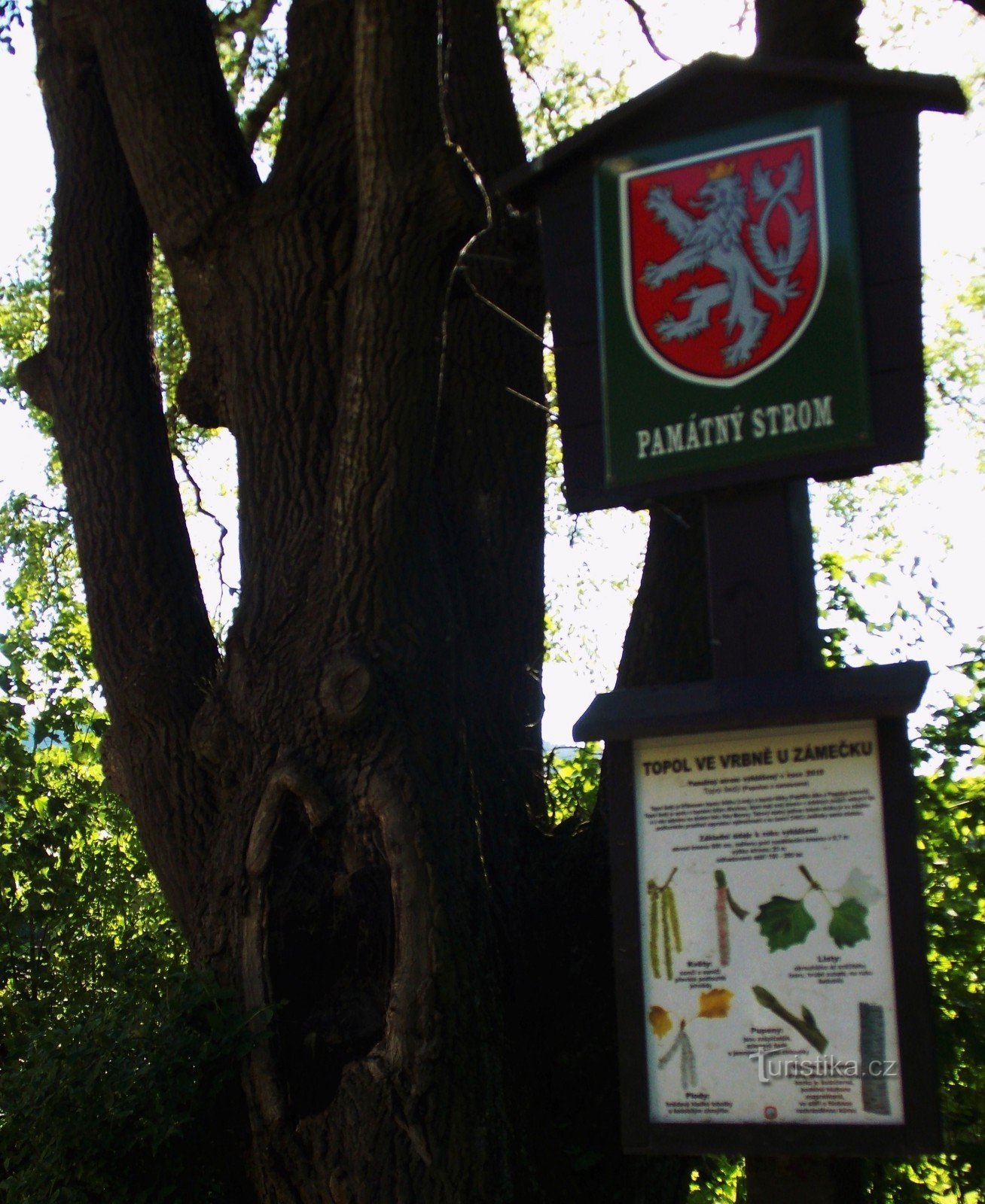 Muistopuu - Harmaa poppeli lähellä linnaa Vrbno pod Pradědemissa