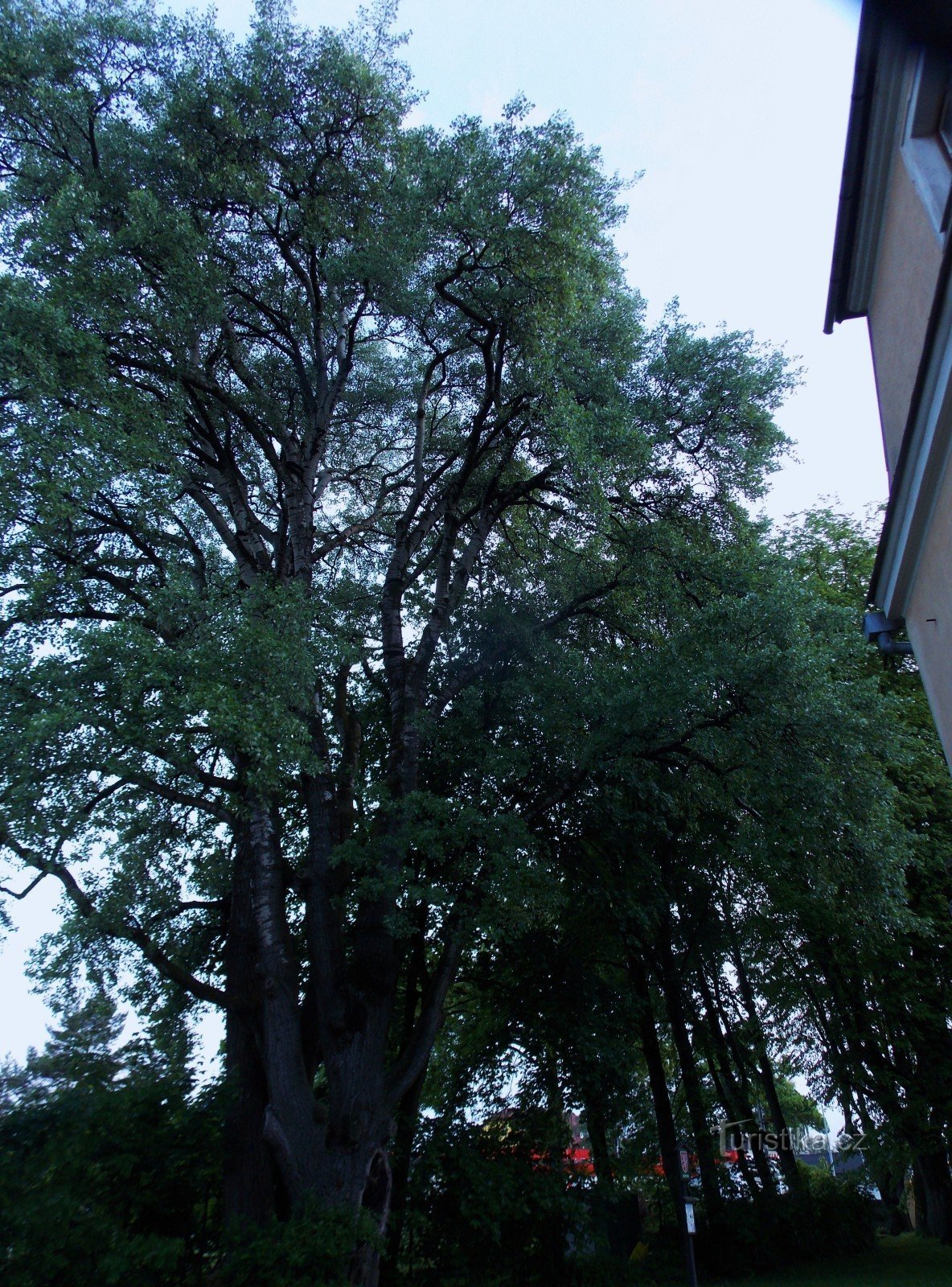 Árbol conmemorativo - Álamo gris cerca del castillo en Vrbno pod Pradědem