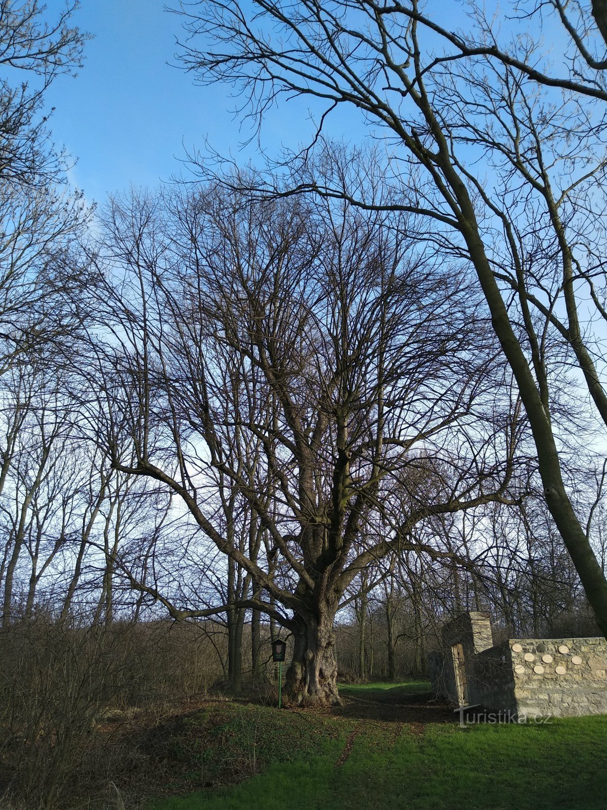 arbre commémoratif près de la chapelle