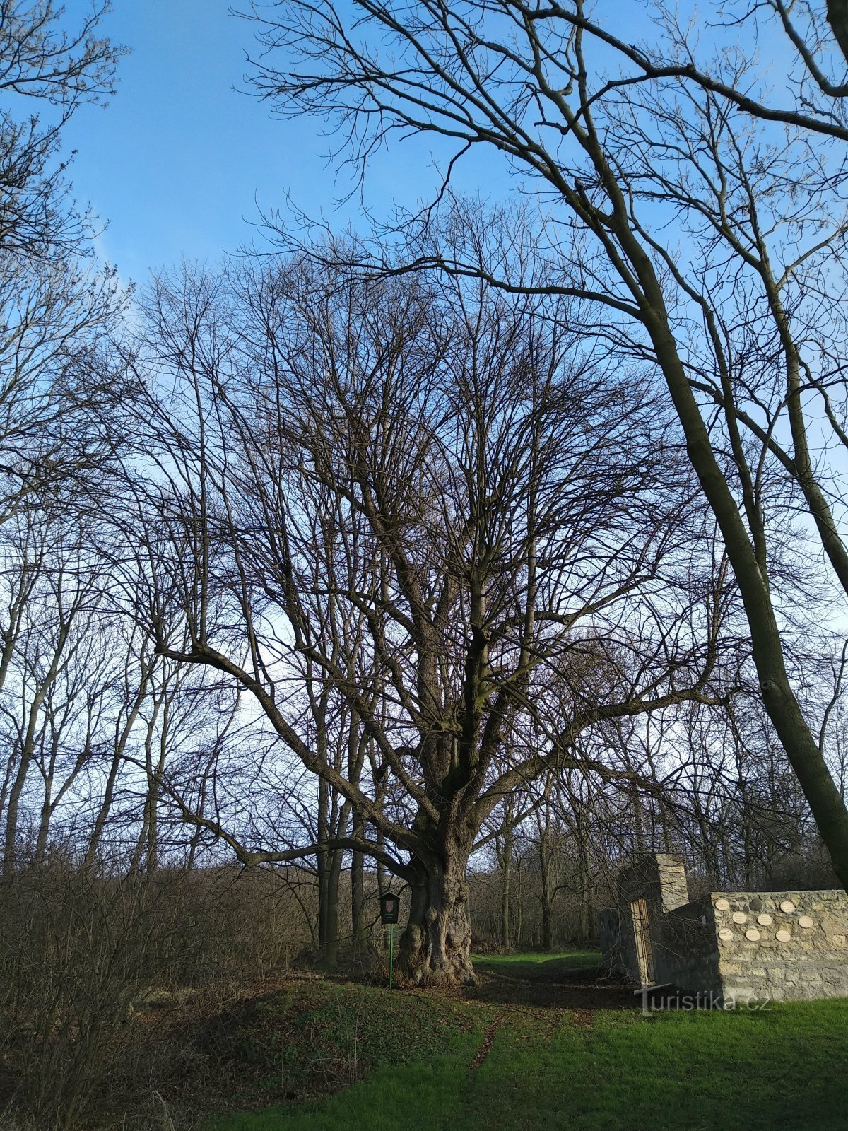 Gedenkbaum bei der Kapelle