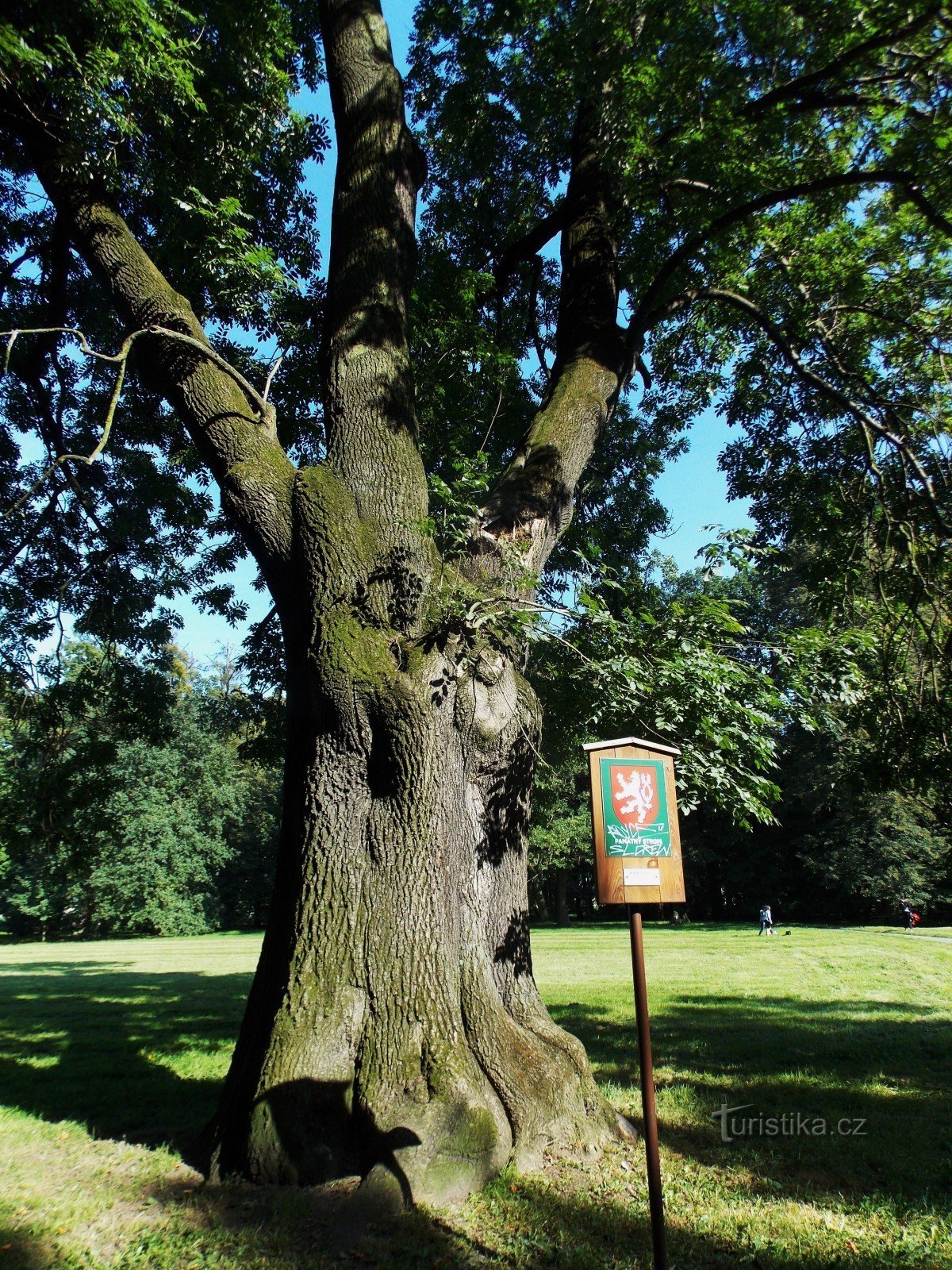 L'albero commemorativo nel parco del castello di B. Němcové nella città di Karviná