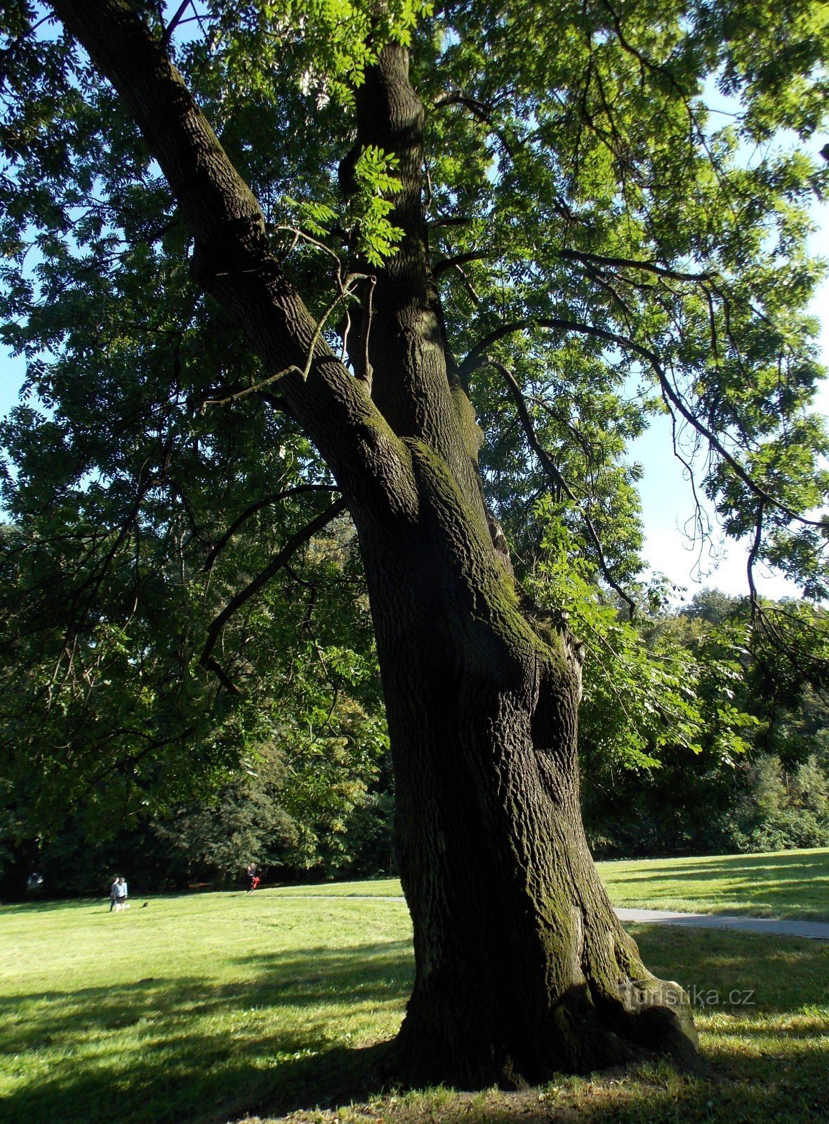Minnesträdet i slottsparken B. Němcové i staden Karviná