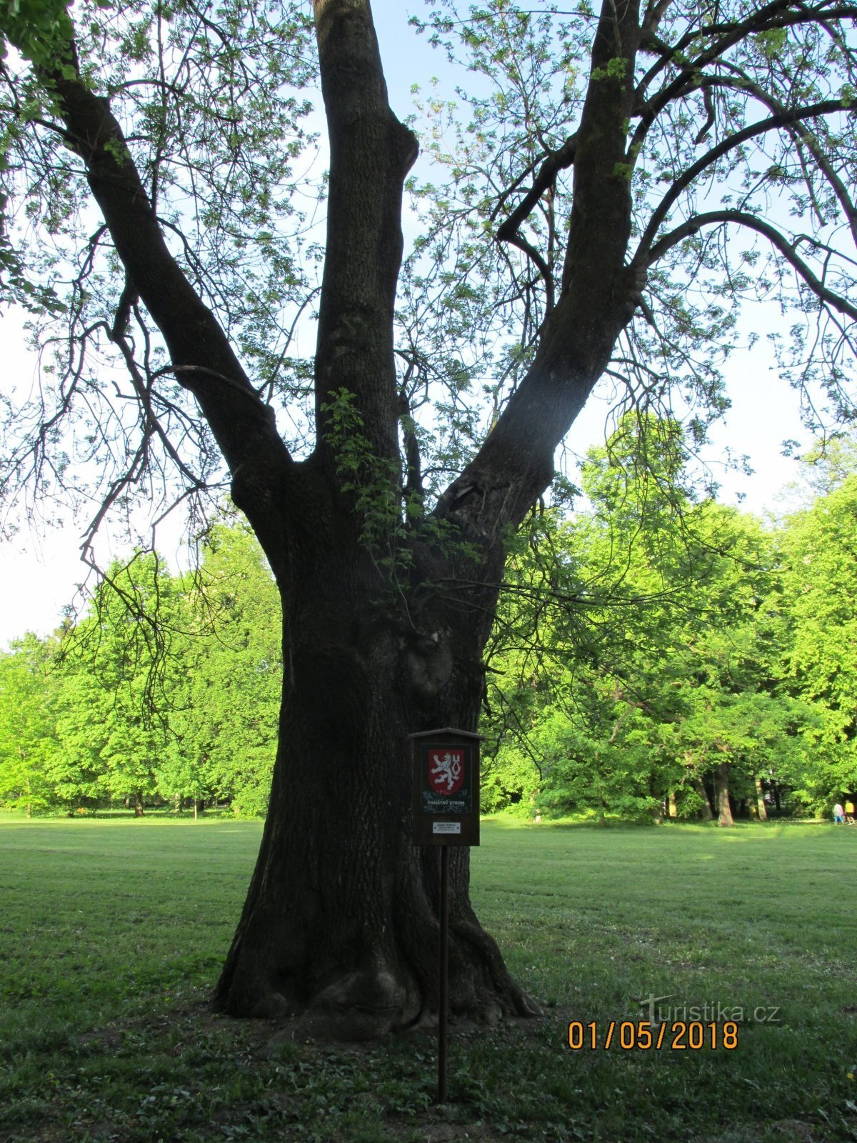 Памятное дерево в замковом парке Фриштат