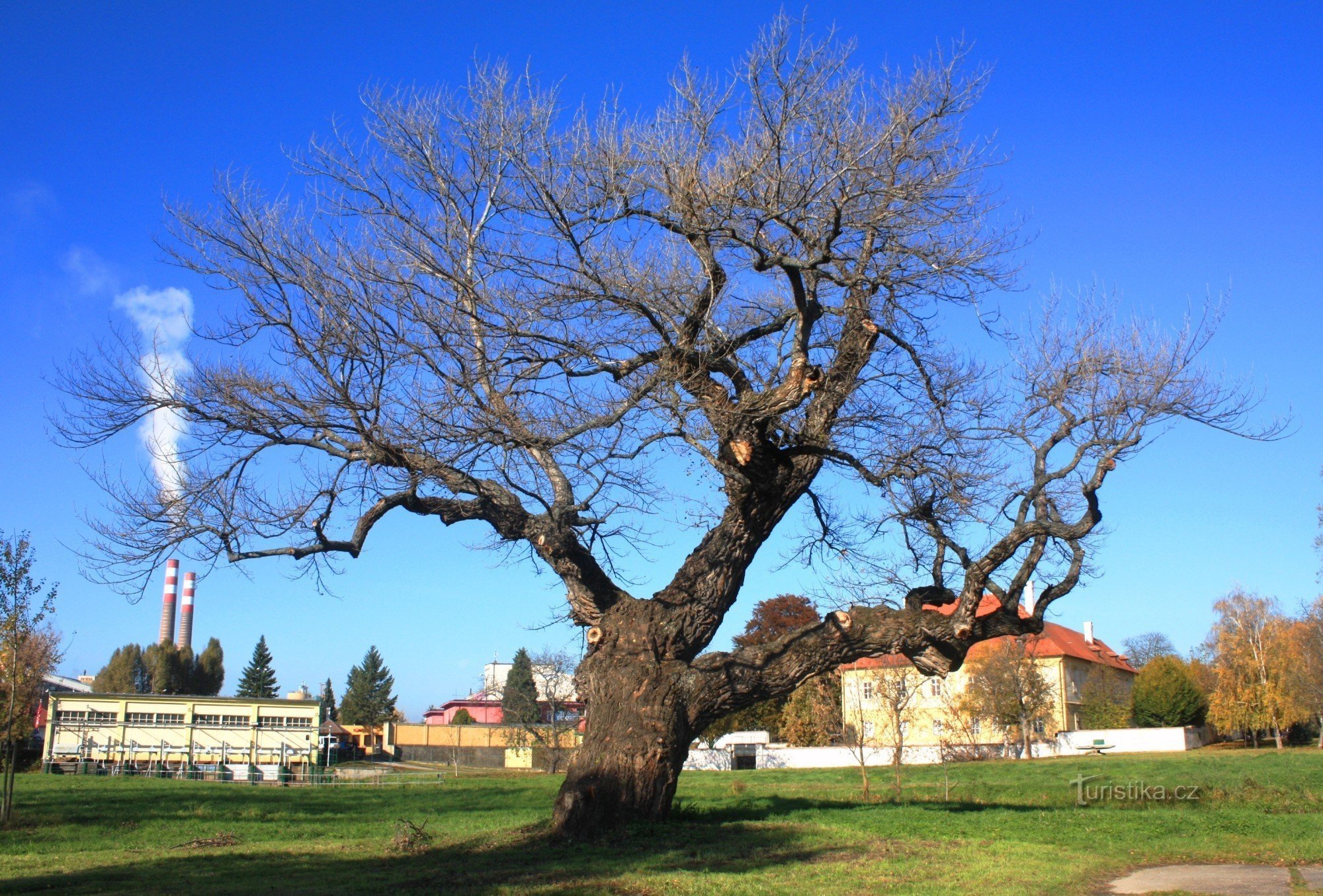 Topola pamiątkowa w 2010 r.