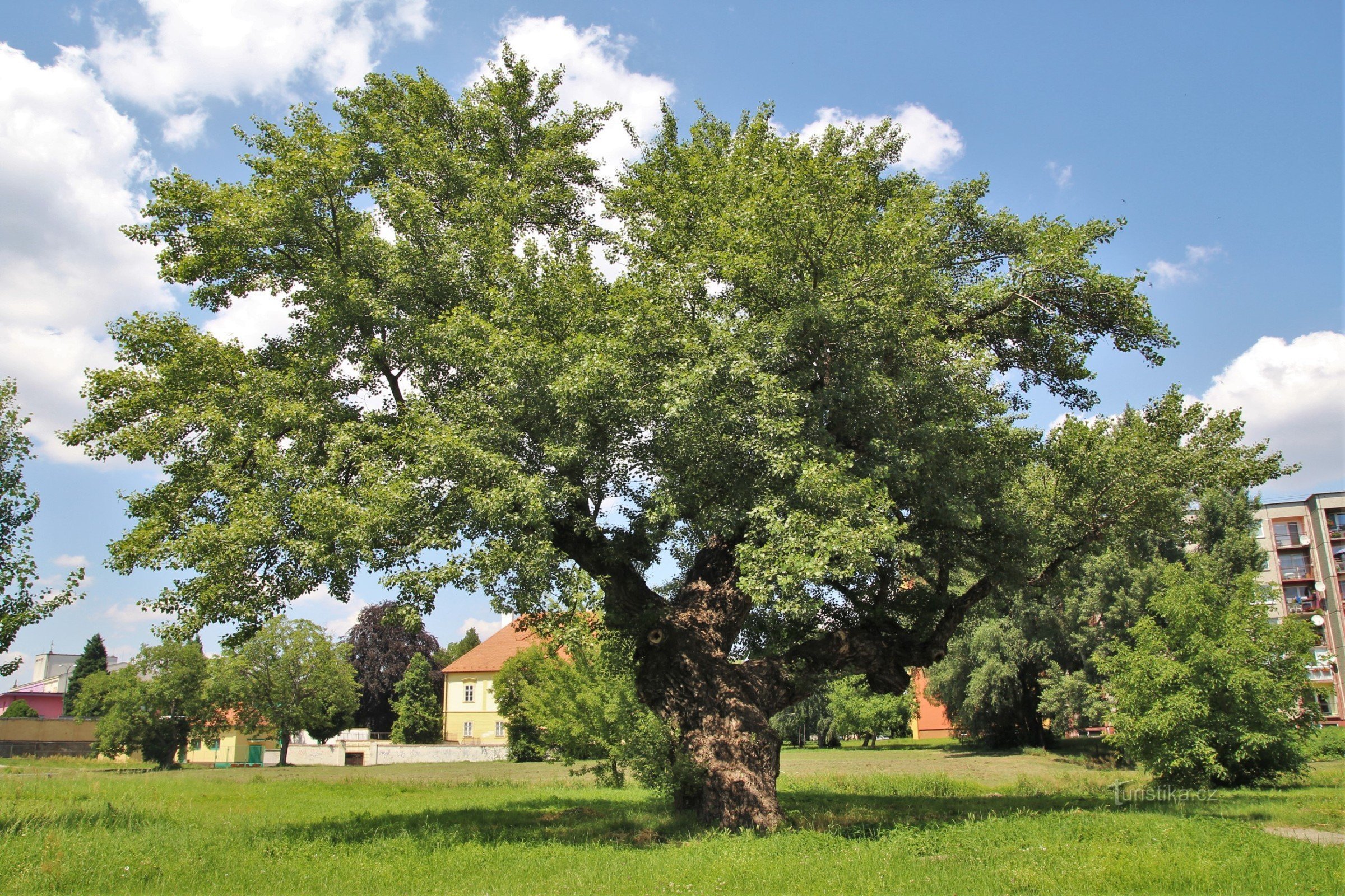 Gedenkpappel im Jahr 2013