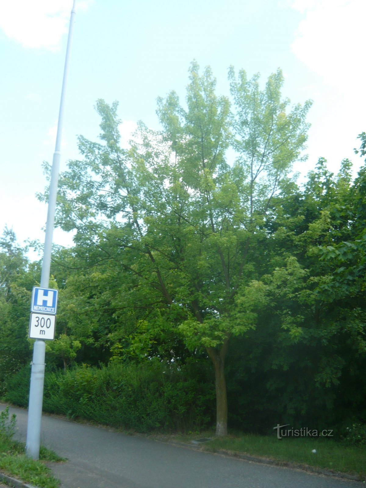 Herdenkingsboom in de Svobody Avenue in Plzeň