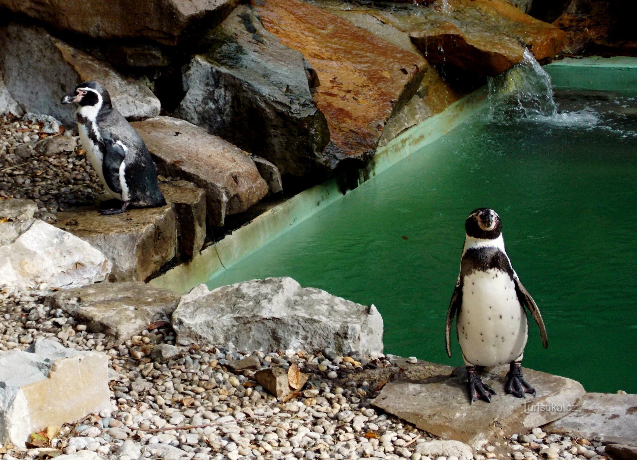 Stick figures in tailcoats, penguins of the Zlín ZOO - Lešná