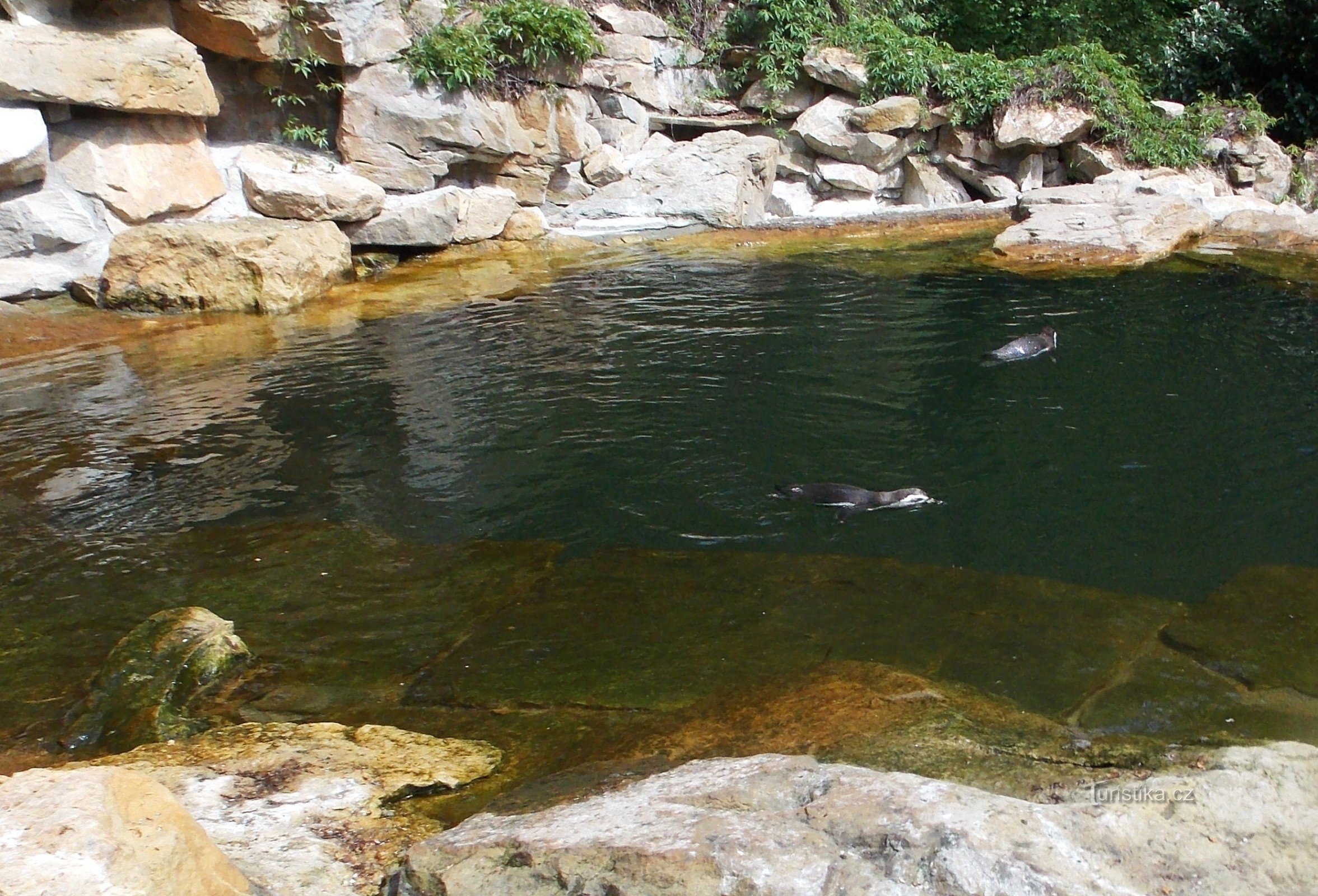 Figure stilizzate in frac, pinguini dello ZOO Zlín - Lešná