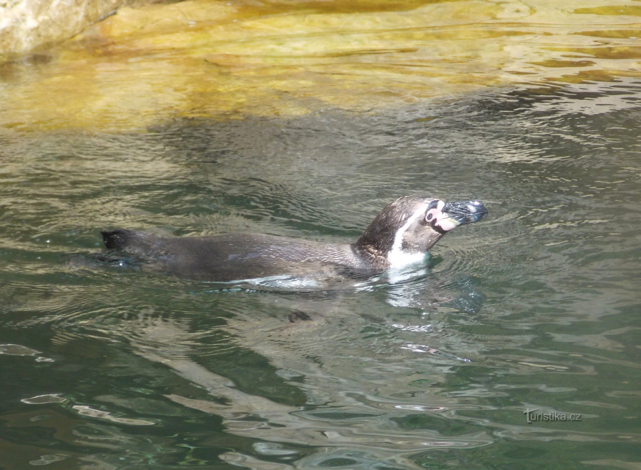 Stokfiguren in slipjassen, pinguïns van de Zlín ZOO - Lešná