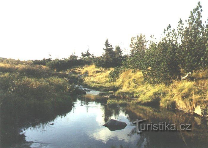 Pančavská meadow