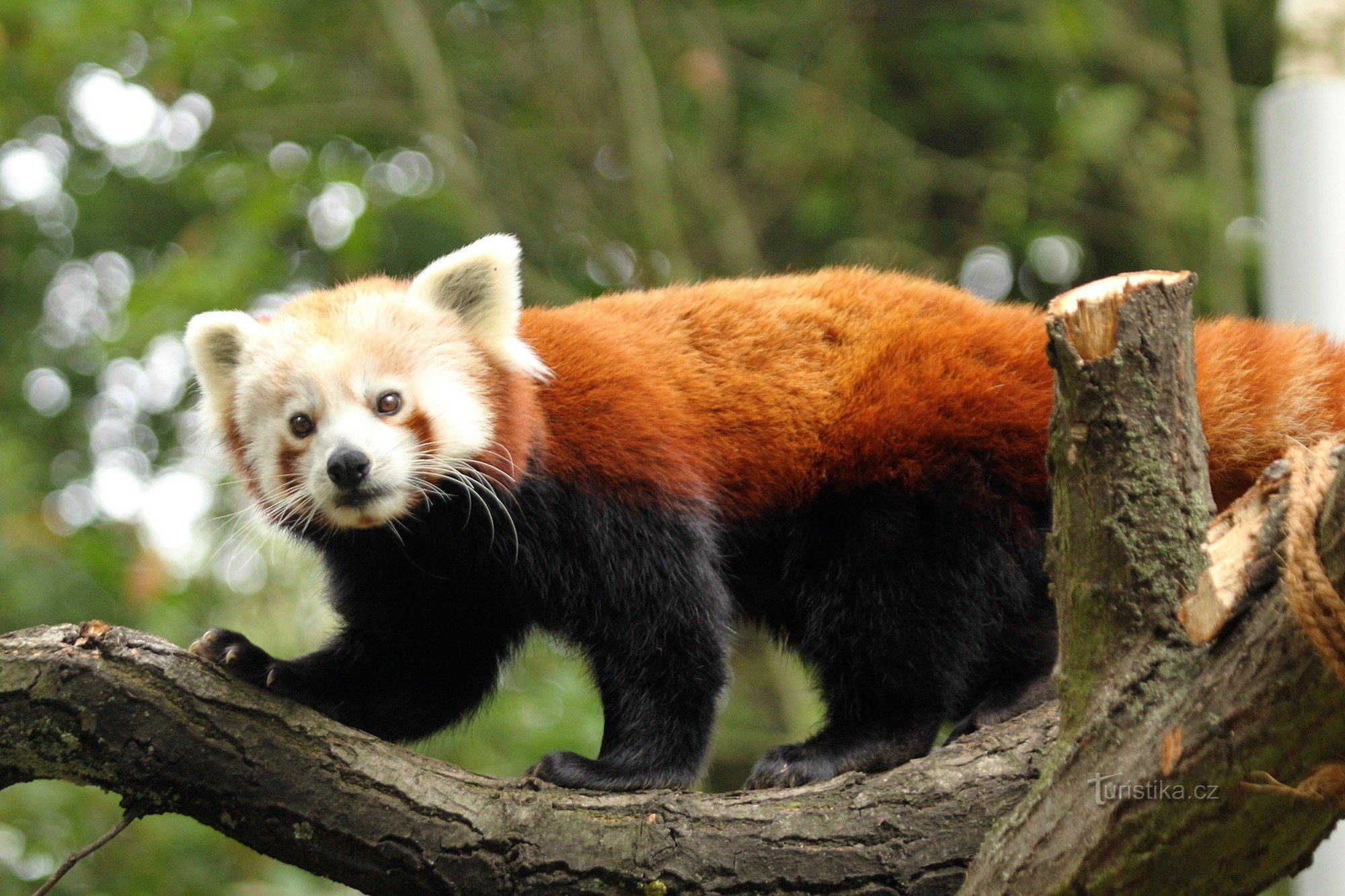 Rouge panda