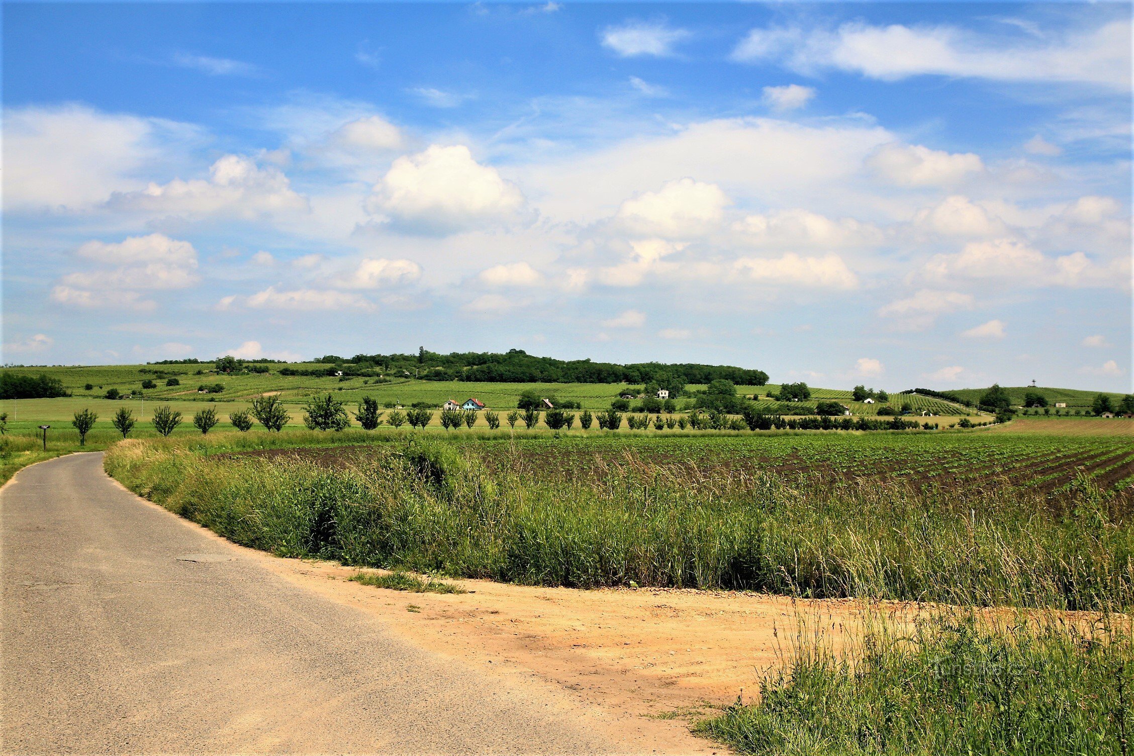 Panorama de la crête de Přerovské vrch parsemée de vignes