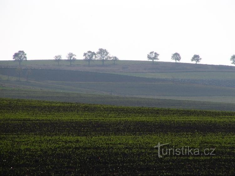 Dealul Bărbaților de la drumul către Bernartice nad Odra