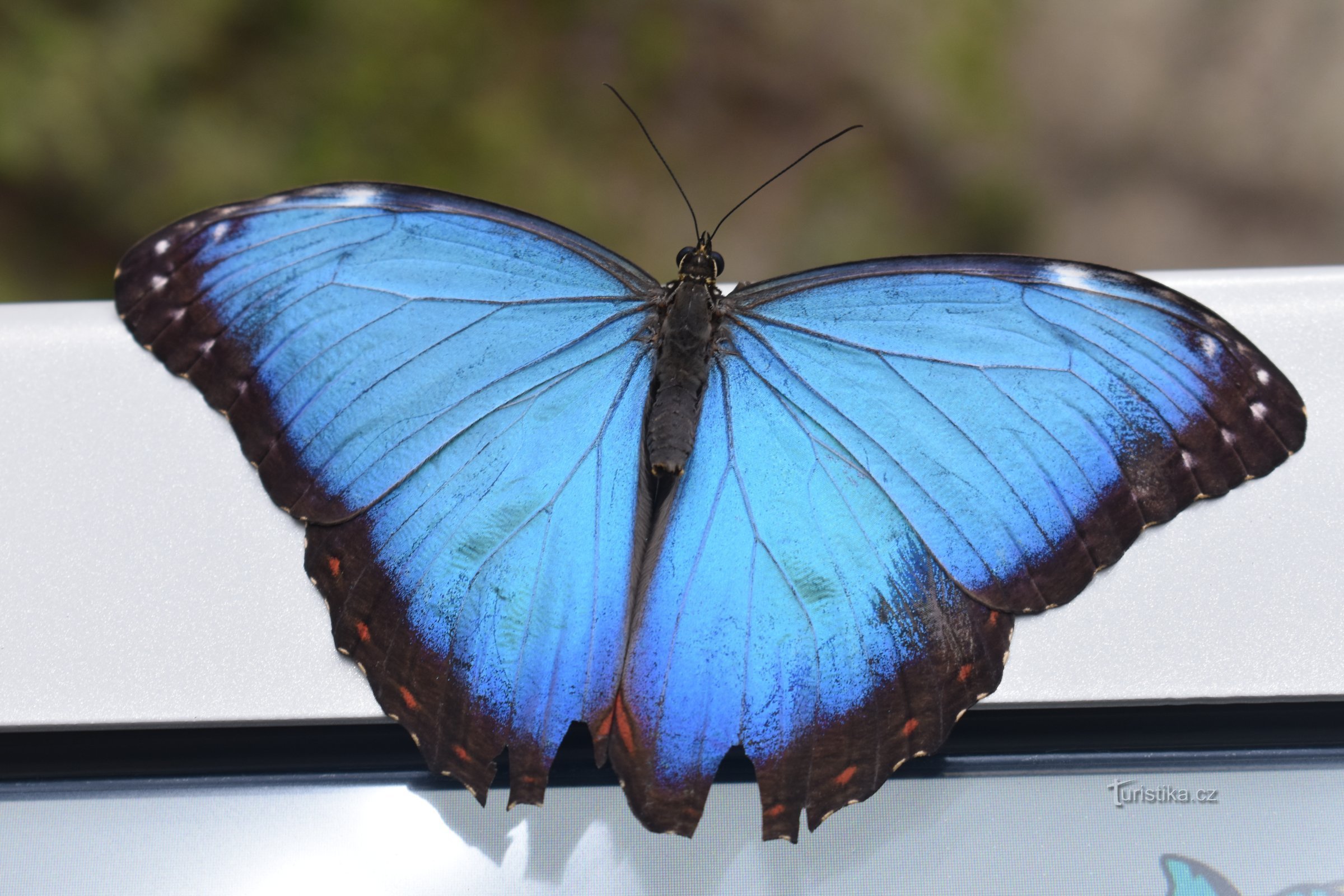 Papilonia Praga - Butterfly House