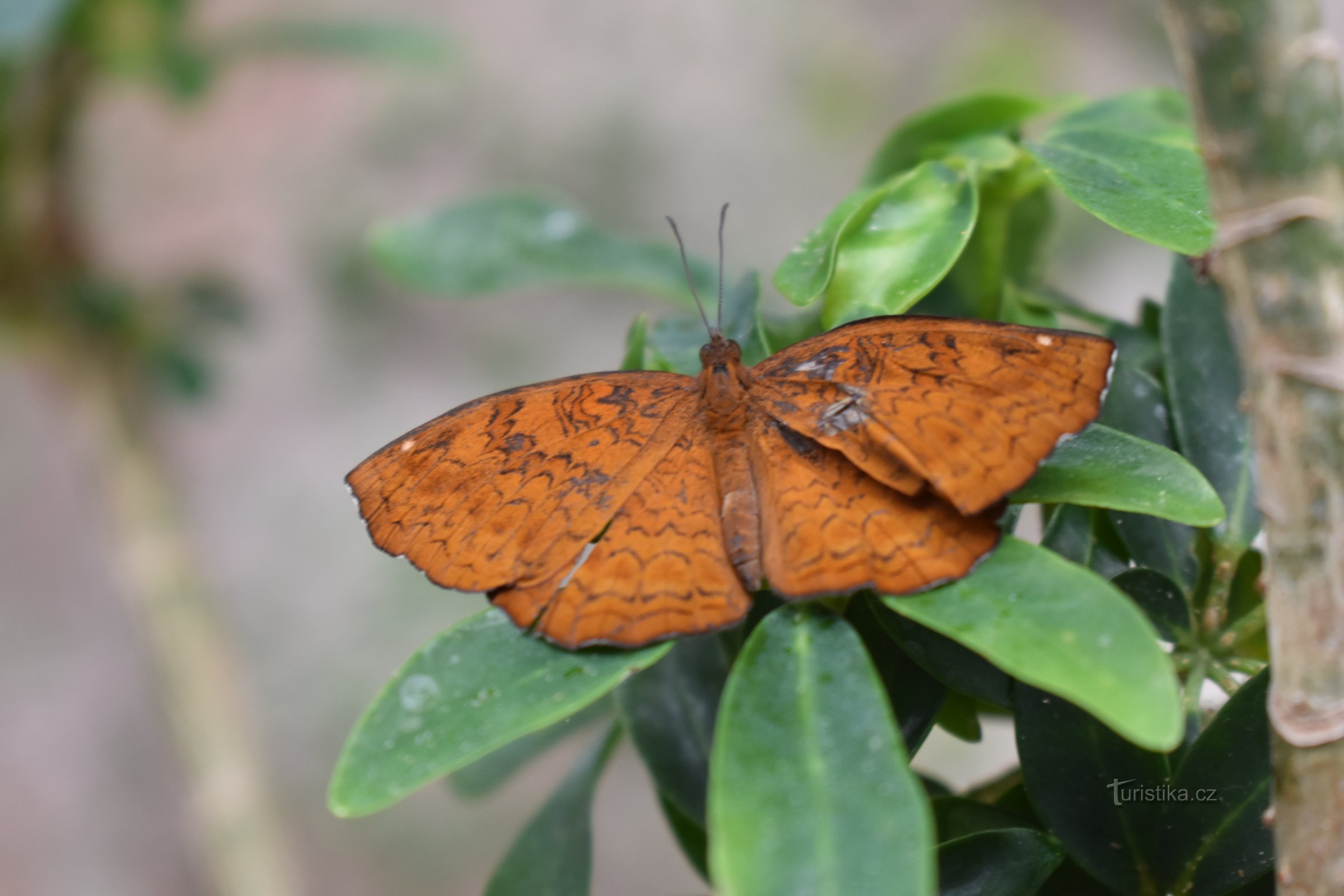 Papilonia Prague - Ngôi nhà bướm