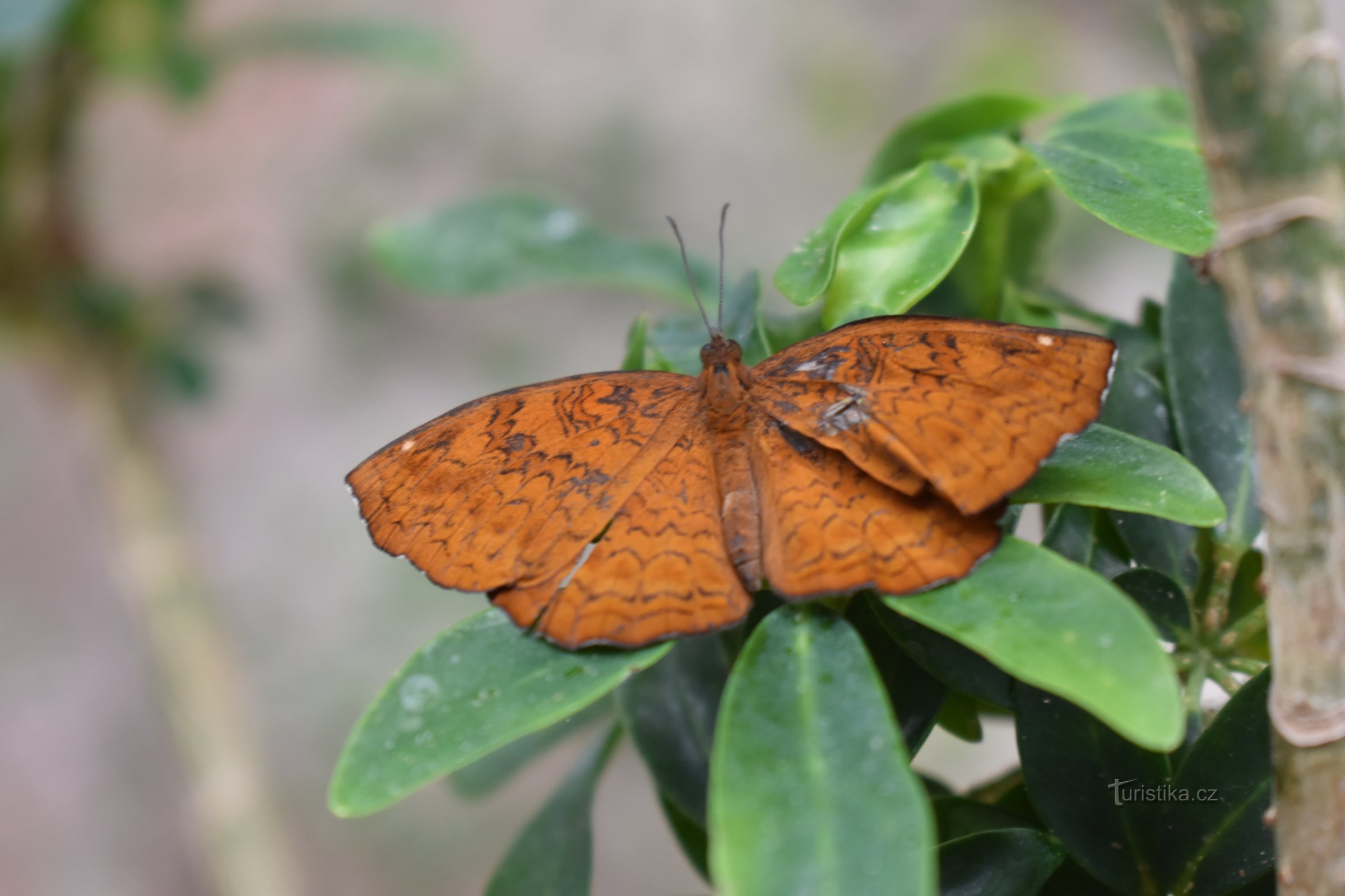 Papilonia Prague - Butterfly House