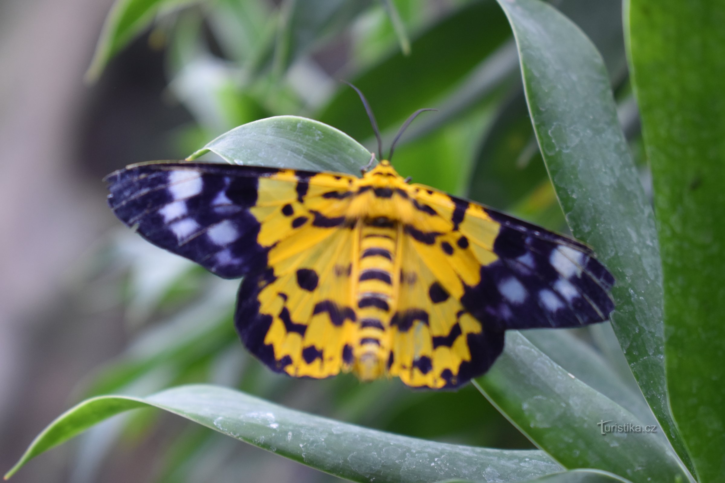 Papilonia Prague - Butterfly House