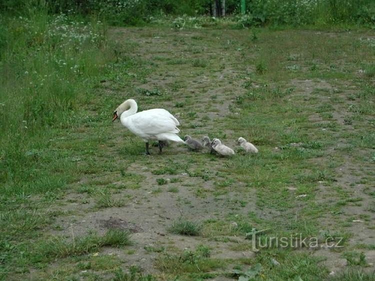 Park u Čabarni