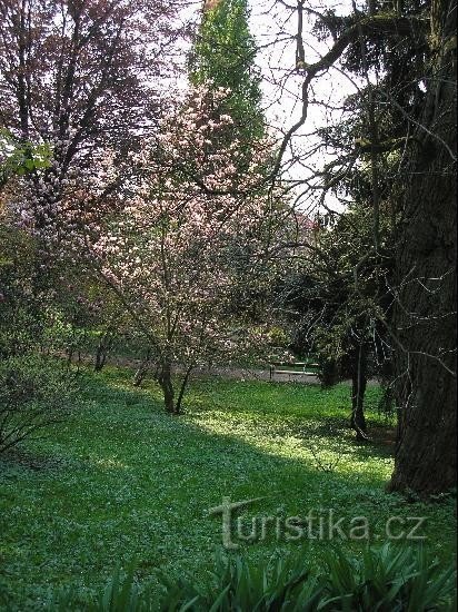 Park in Bílá Lhota: Magnolia