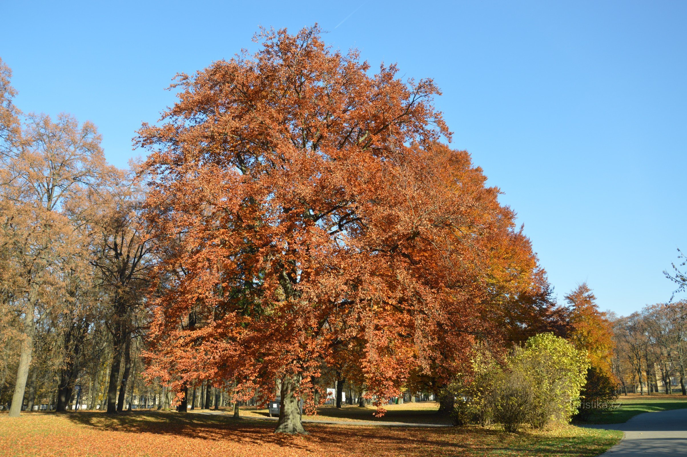 Parque no hospício