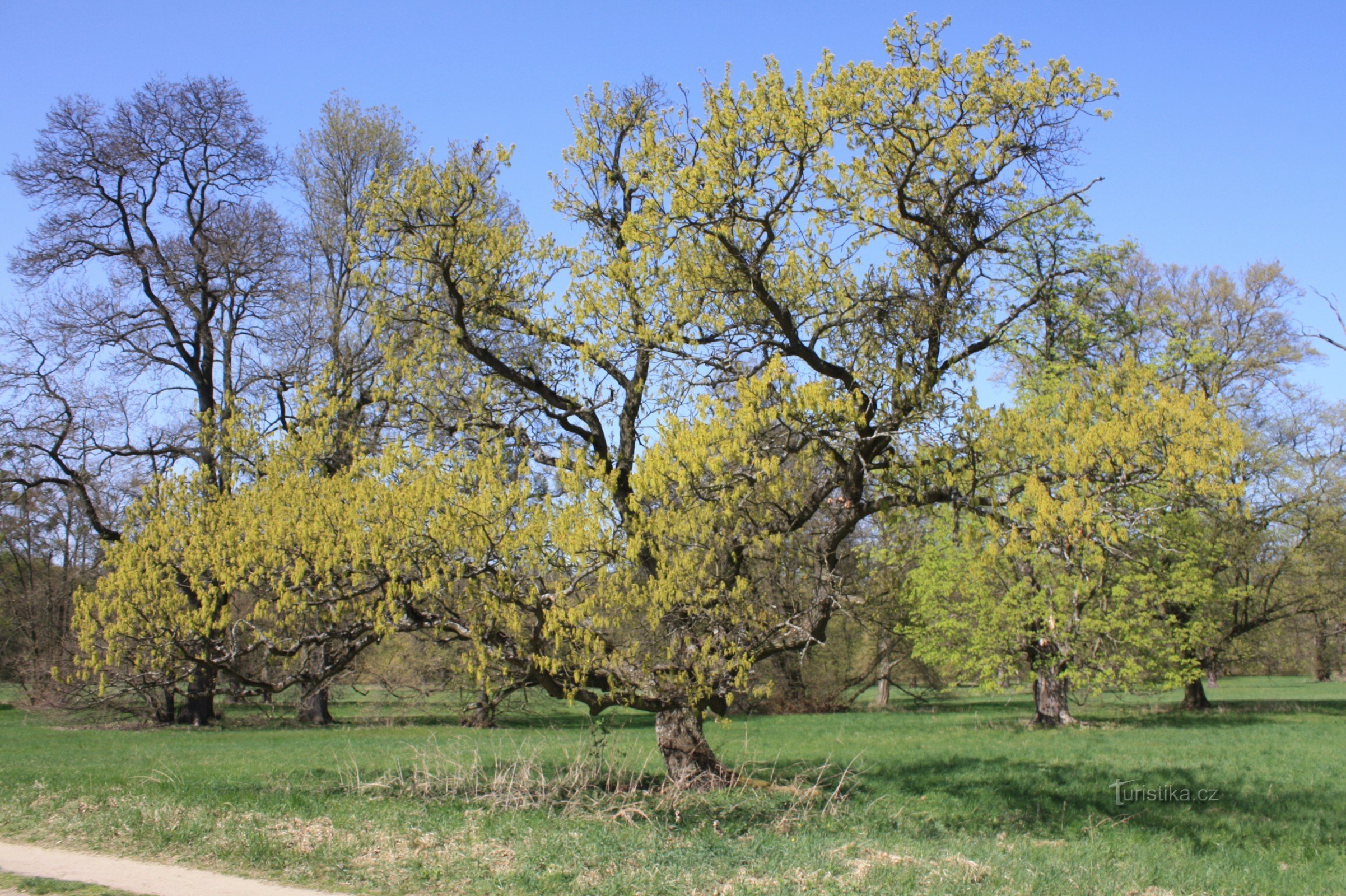 Amenajarea parcului a pajiștilor din jurul clădirii