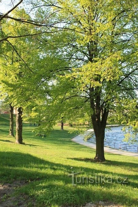 Arreglo de parque en la orilla del estanque.