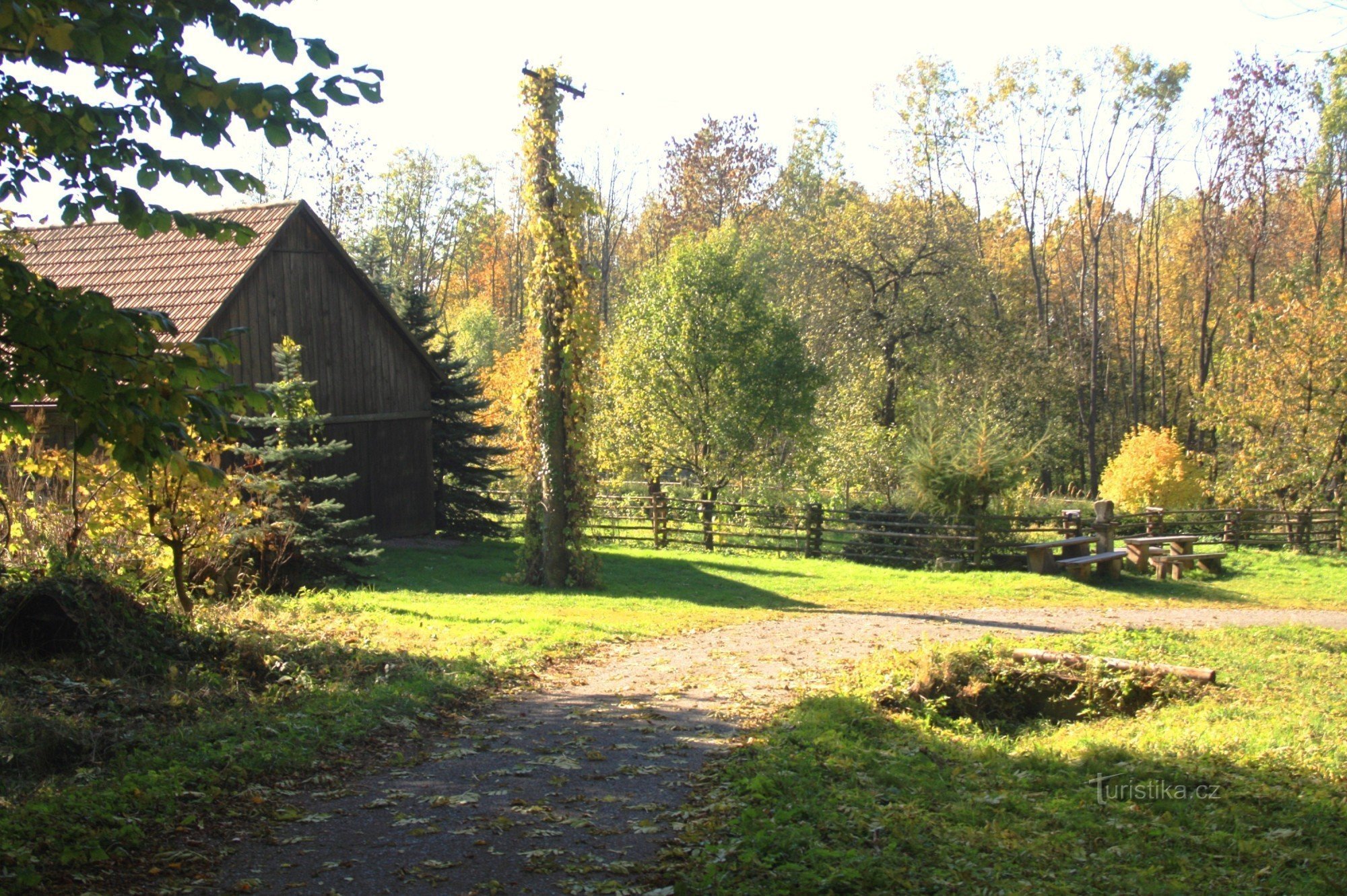 Uma área de parque em frente ao bosque