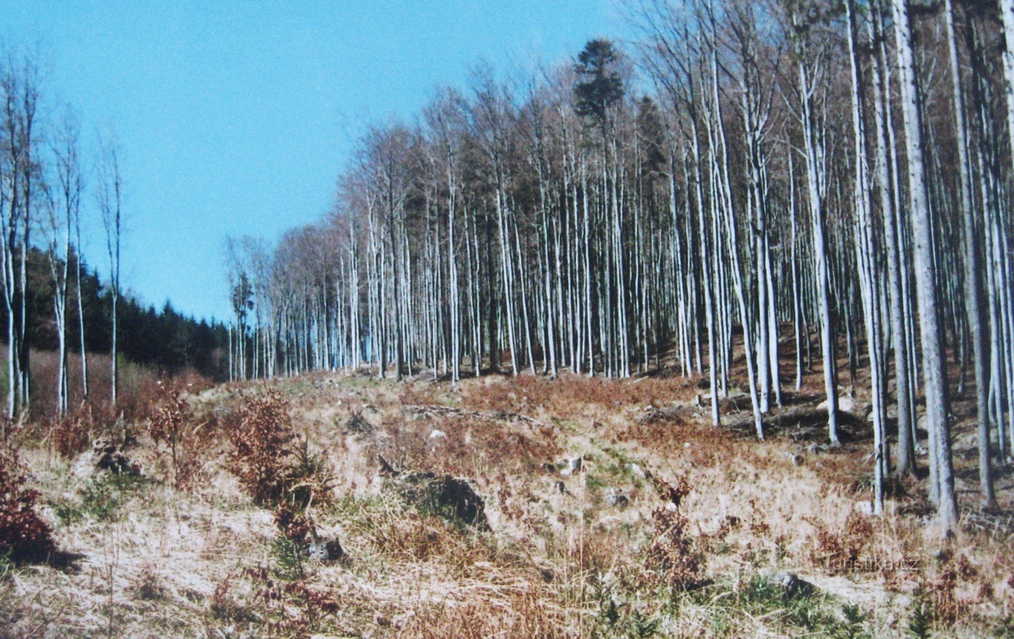 Betesmark ovanför skogsvägen