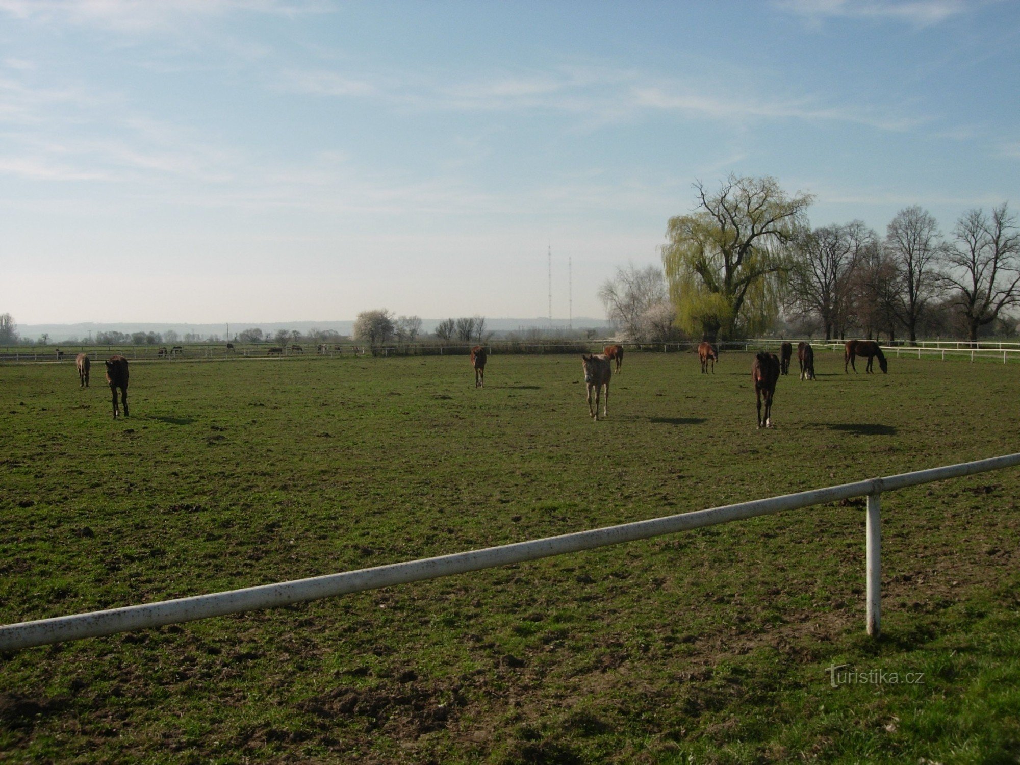 Grazende paarden van de stoeterij van Napajedla