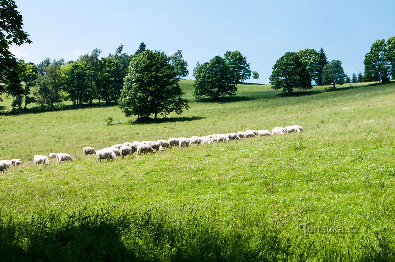 Pasture under Holý vrch