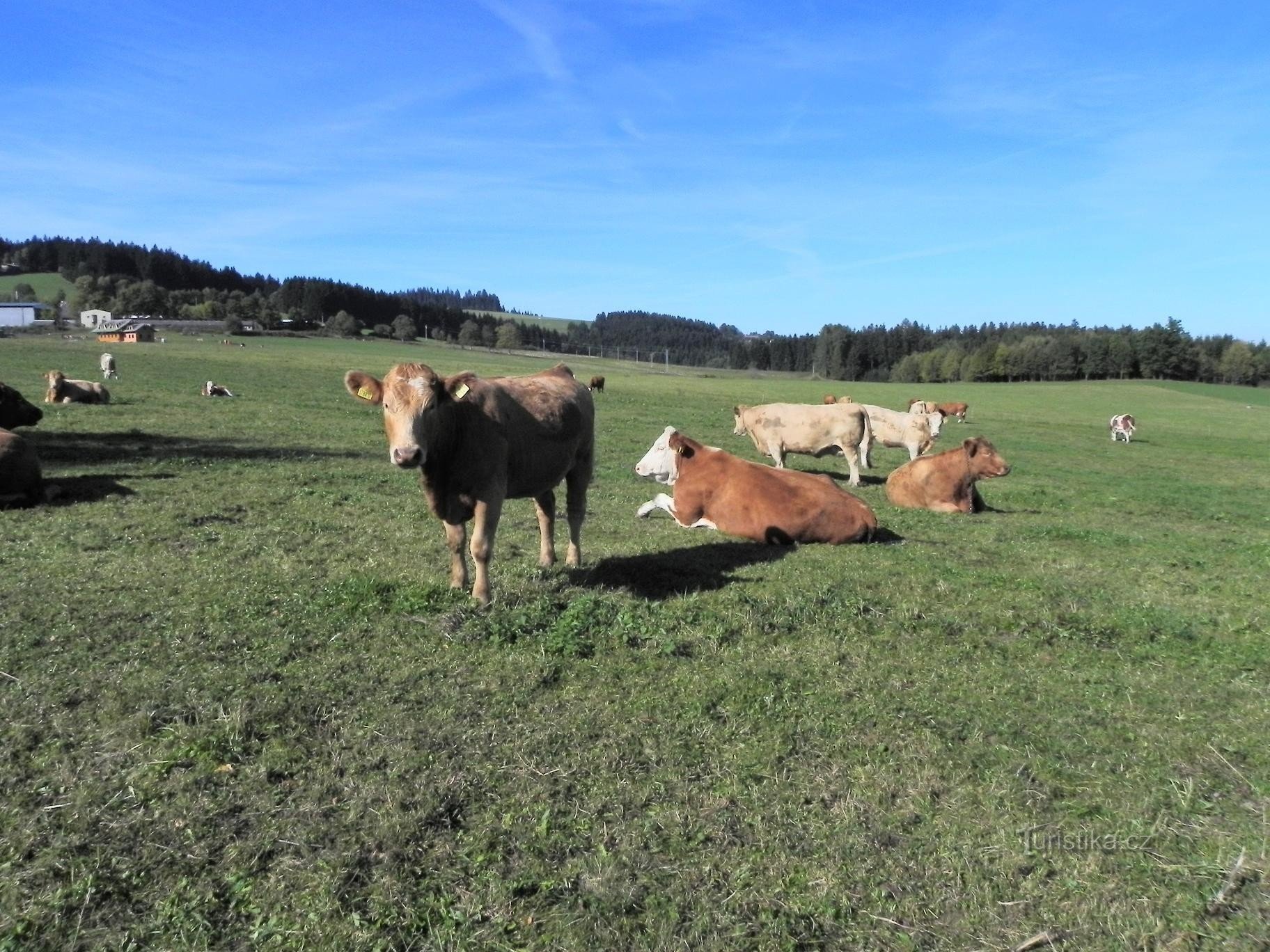 Pasture near Zámyšle