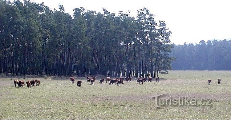Pastures near Hradčany