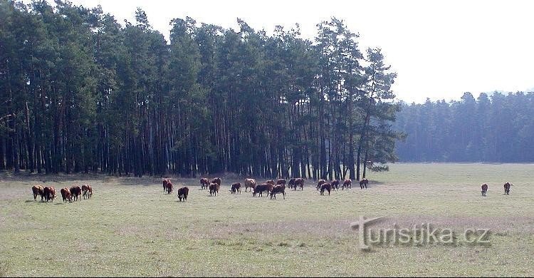 フラッチャニ近くの牧草地