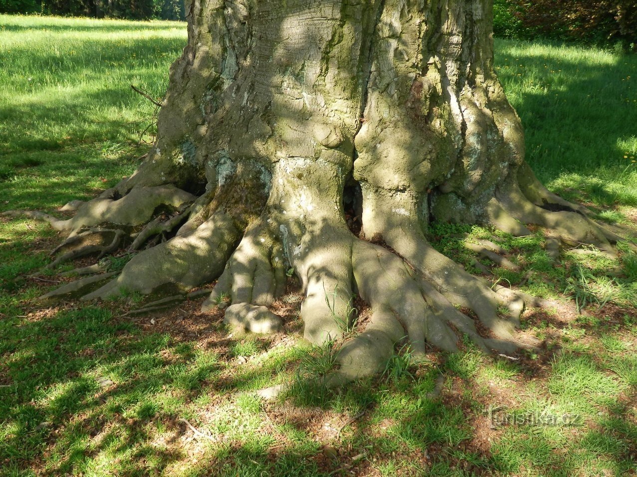 El talón de un árbol