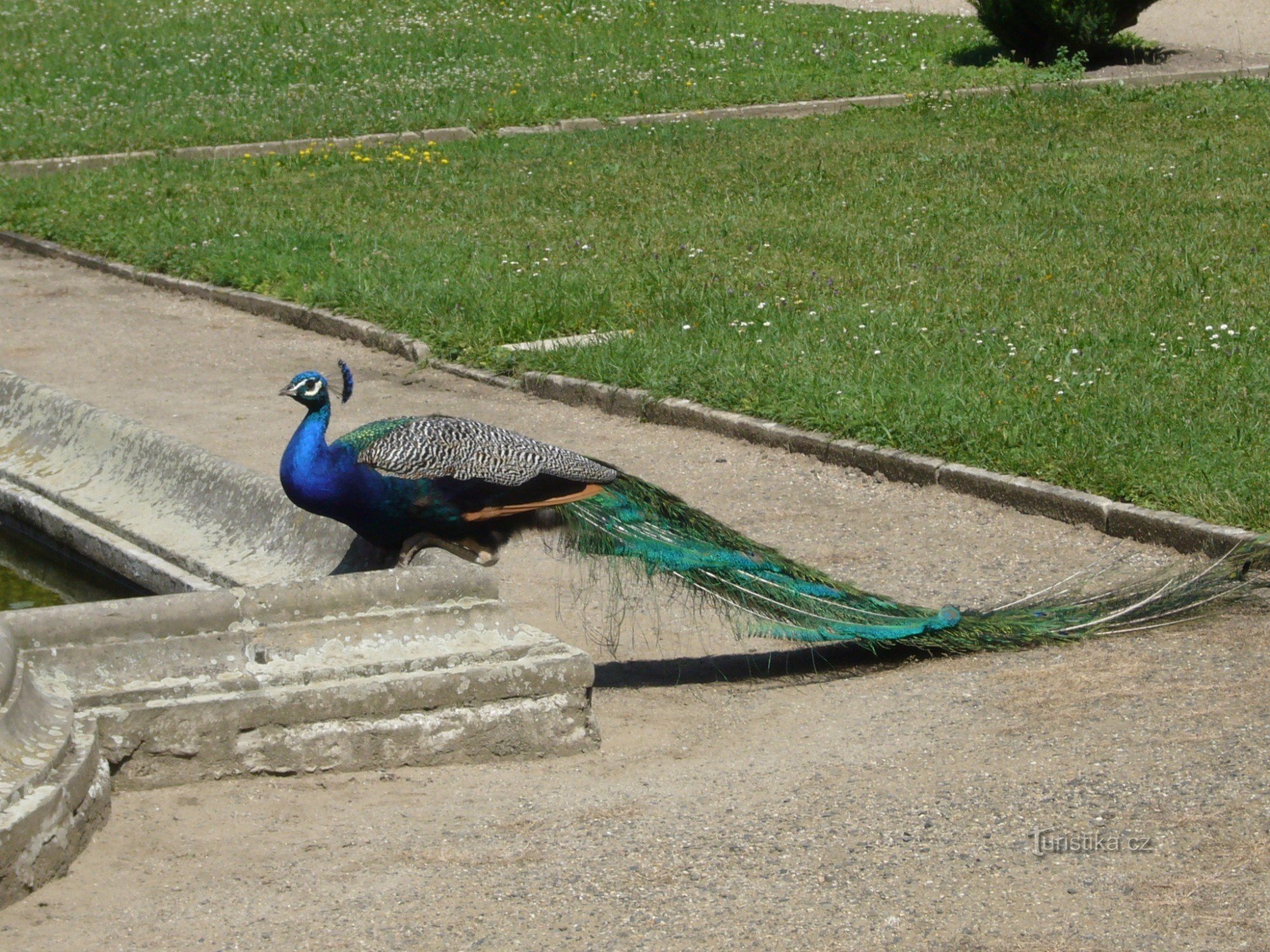 peacock :)