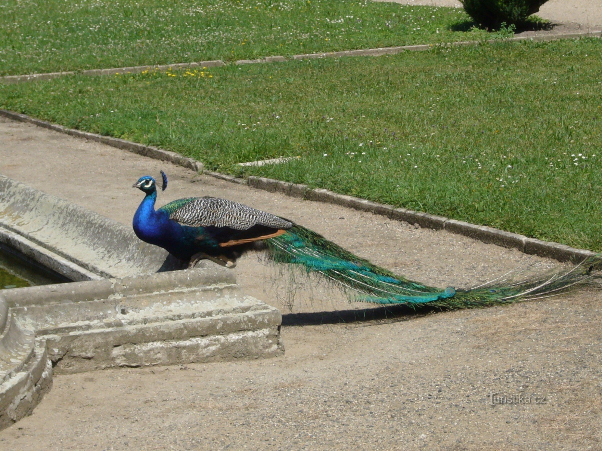 pavo real :)