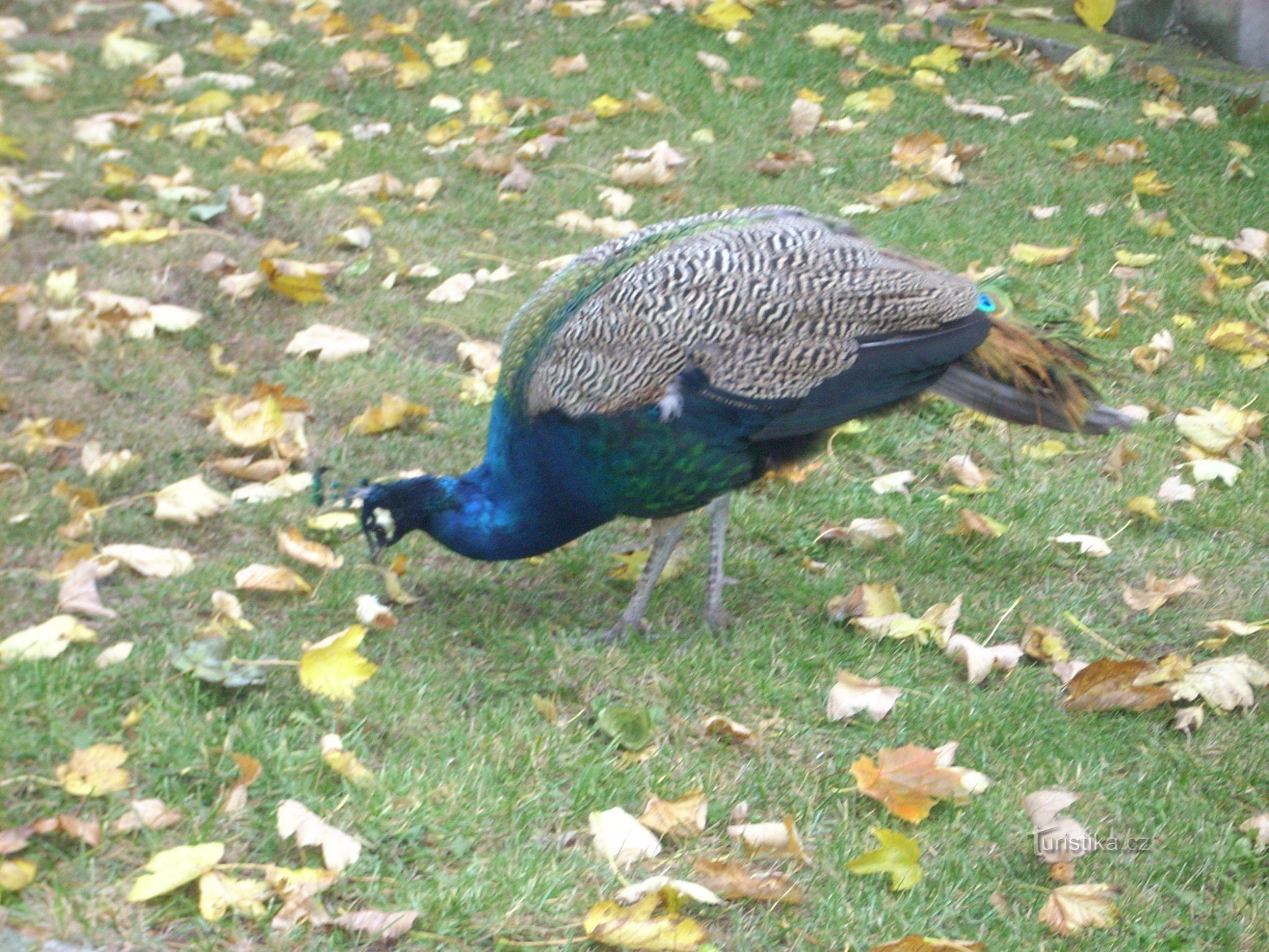 pavão