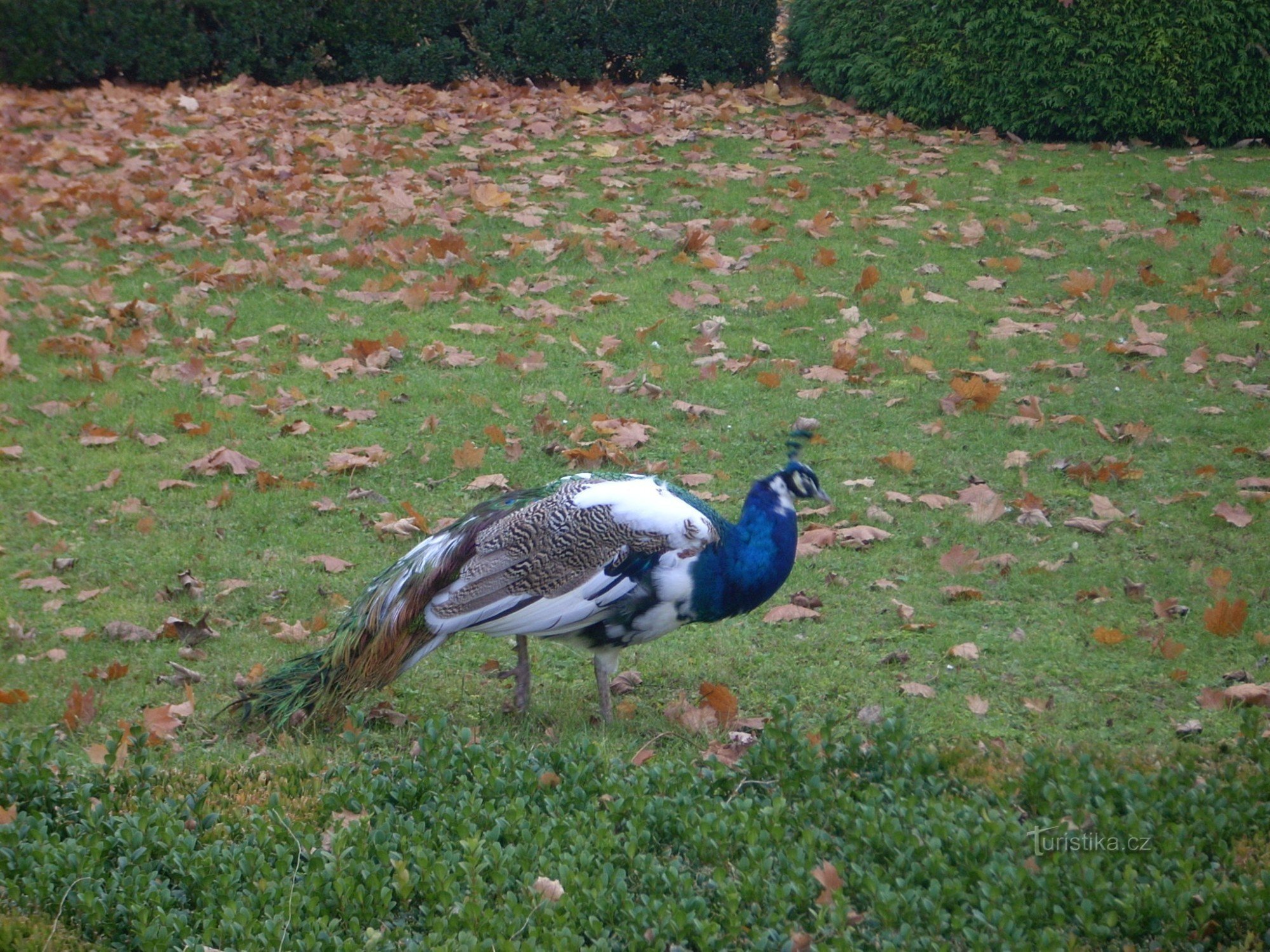 en påfugl, der spankulerer rundt i parken