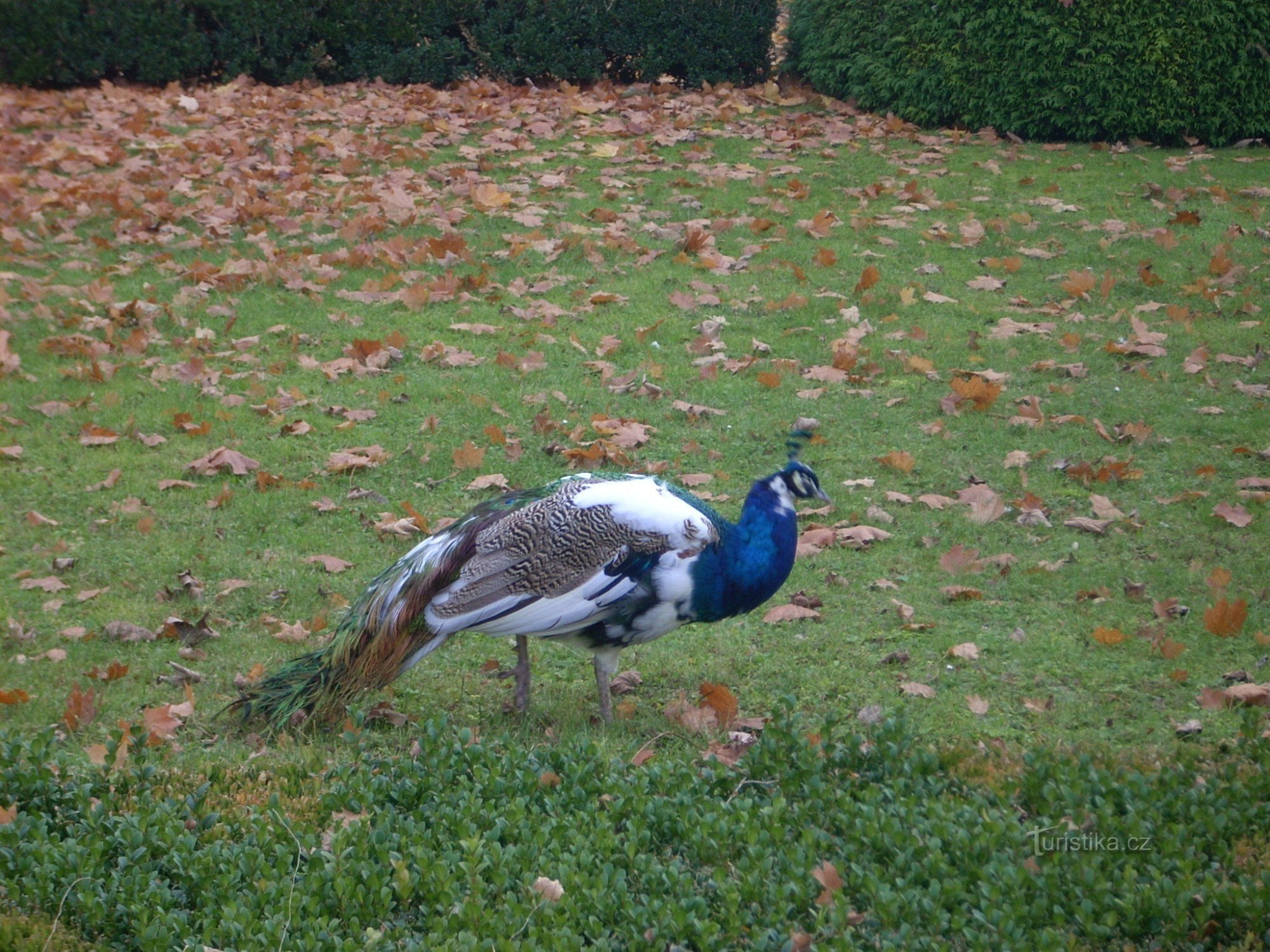 a peacock strutting around the park