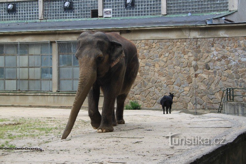 pavillon des éléphants - la collecte pour sa reconstruction est actuellement en cours