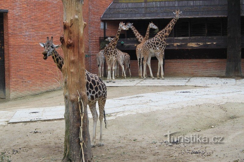 pavillon de la girafe