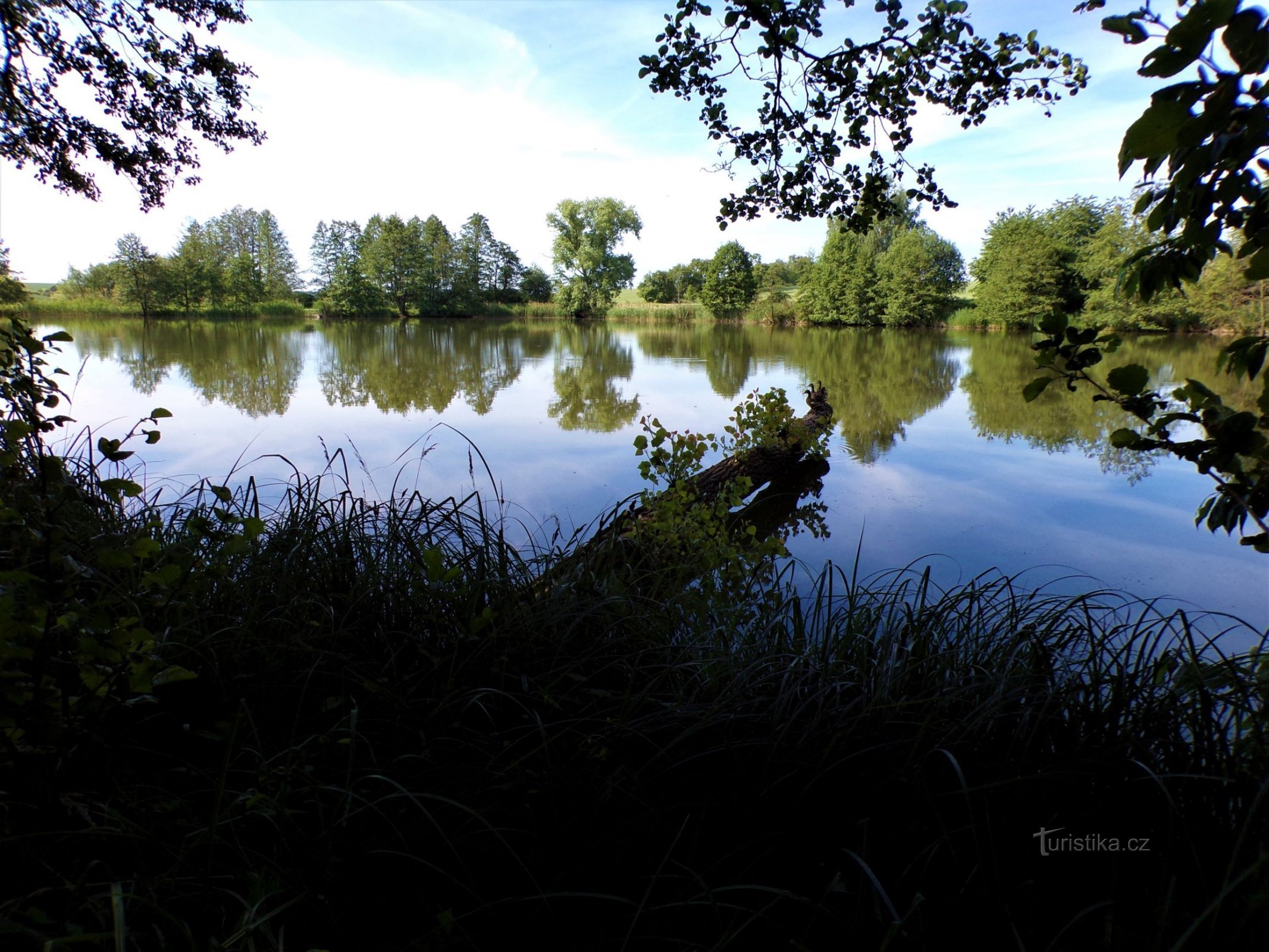 Pavlovský rybník (Jeníkovice, 15.6.2021.)