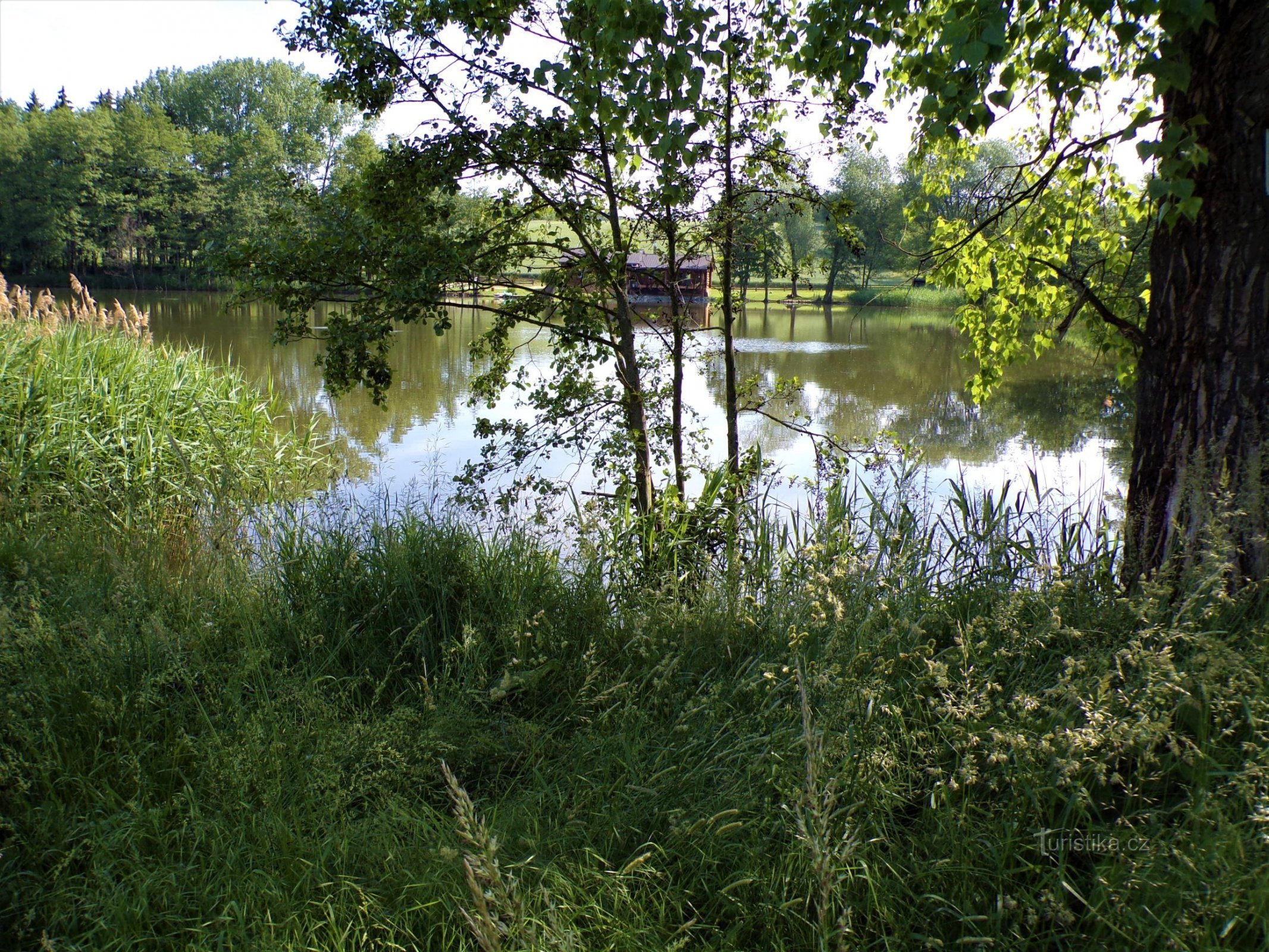 Pavlovský rybník (Jeníkovice, 15.6.2021/XNUMX/XNUMX)