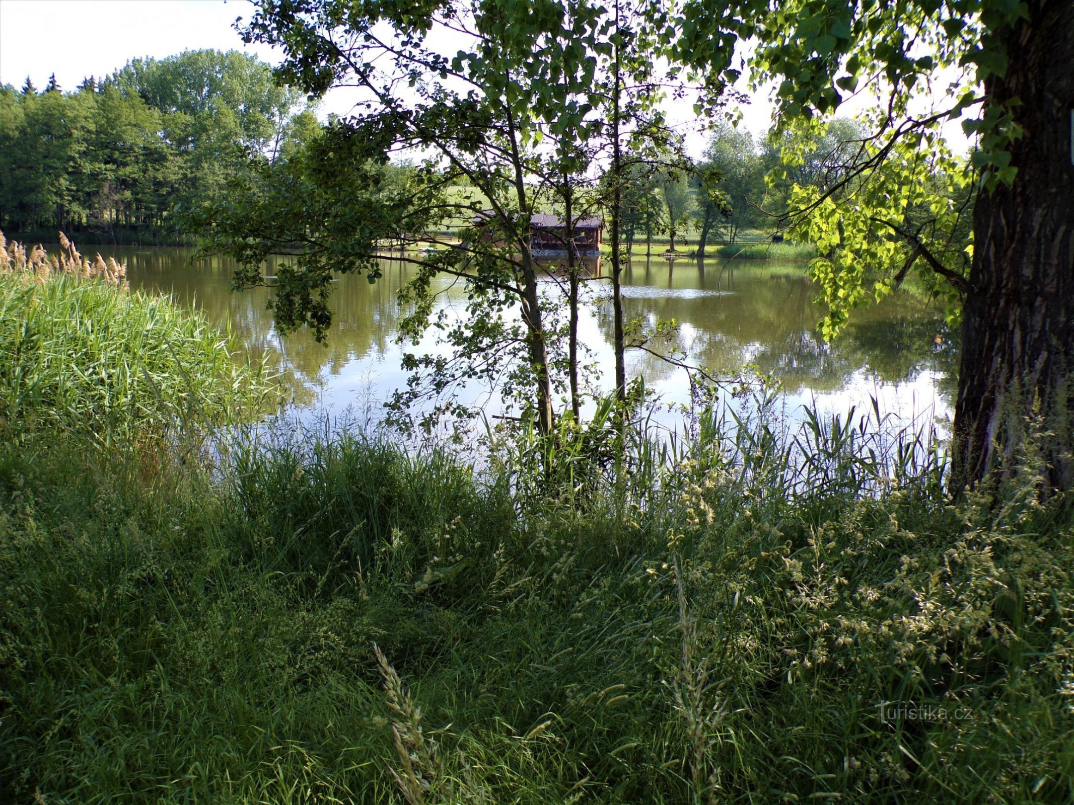 Pavlovský rybník (Jenikovice, 15.6.2021/XNUMX/XNUMX)