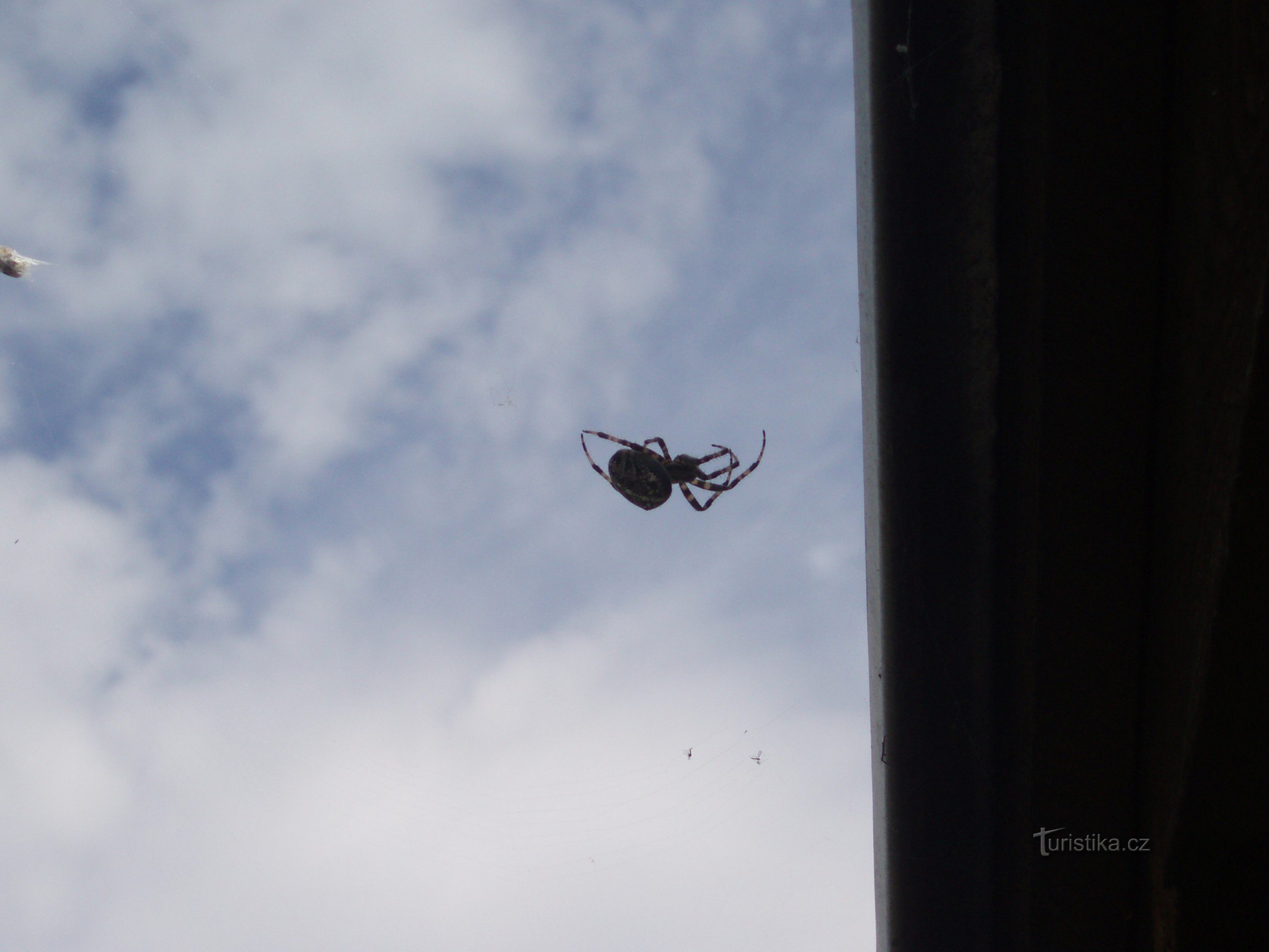 Araignée après la chasse