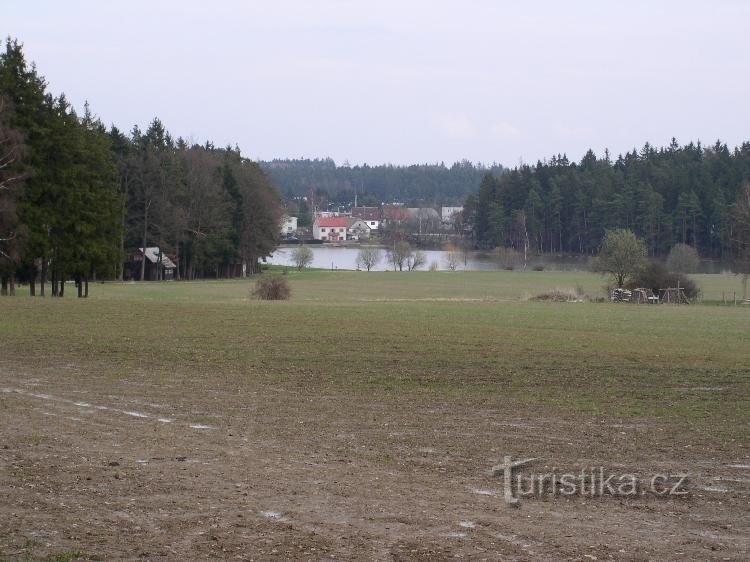 Stagno di pavone