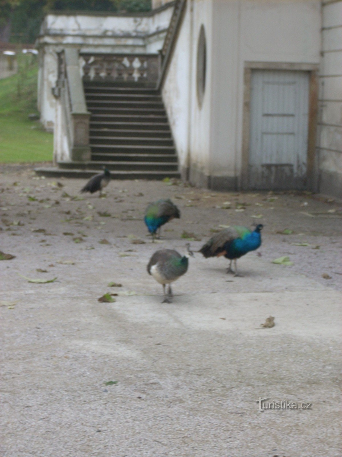 Pfauen im Schloss